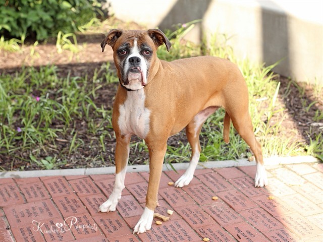BAILEY