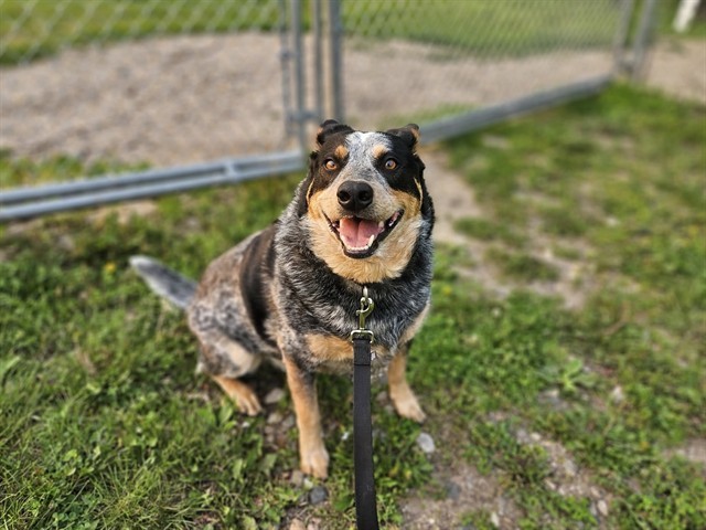 JET