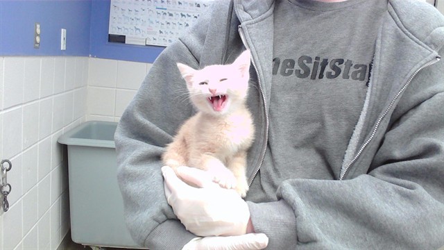 DO THE ROAR