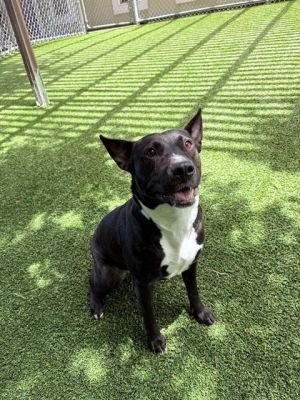 PRADA, Young Female Pit Bull Terrier