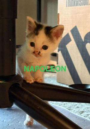 Napolean, Baby Male unknown