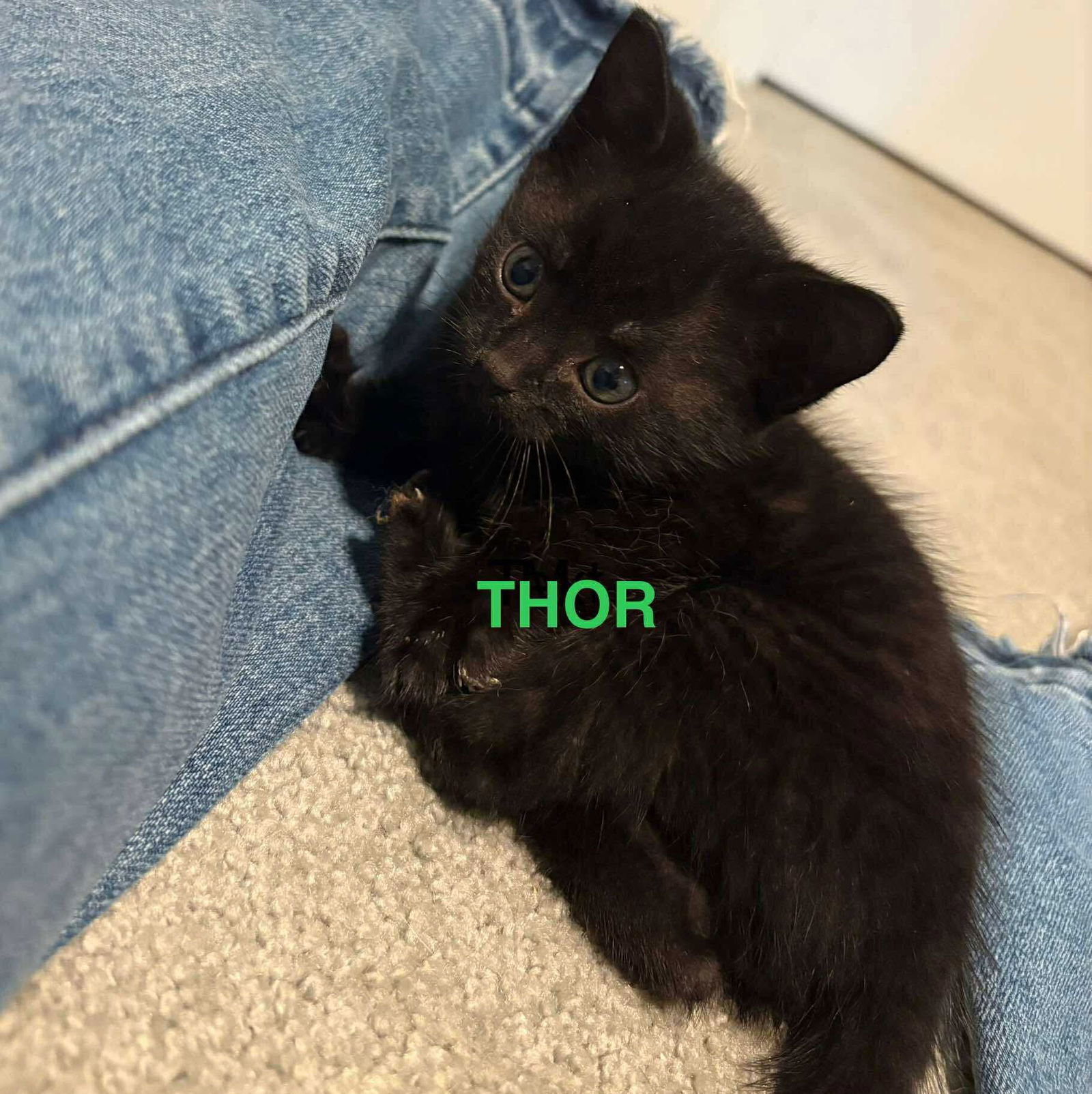 Thor
