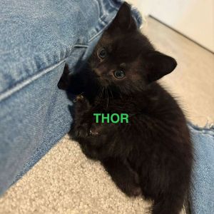 Thor, Baby Male unknown