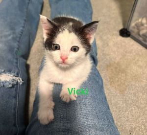 Vicki, Baby Female unknown