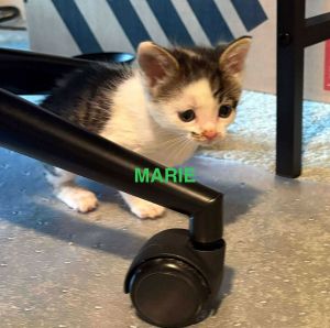 Marie, Baby Female unknown