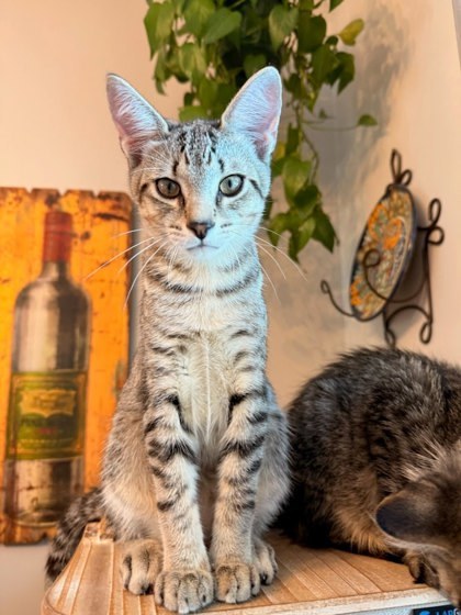 Zazu