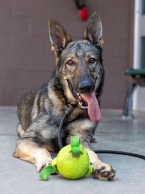 If you like German Shepherd type dogs you will love Maxwell Maxwell is a stunner Hes so handsome