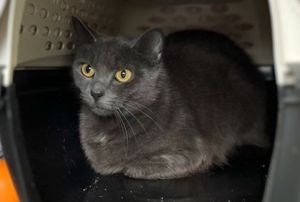 Sunflower, Adult Female Domestic Short Hair