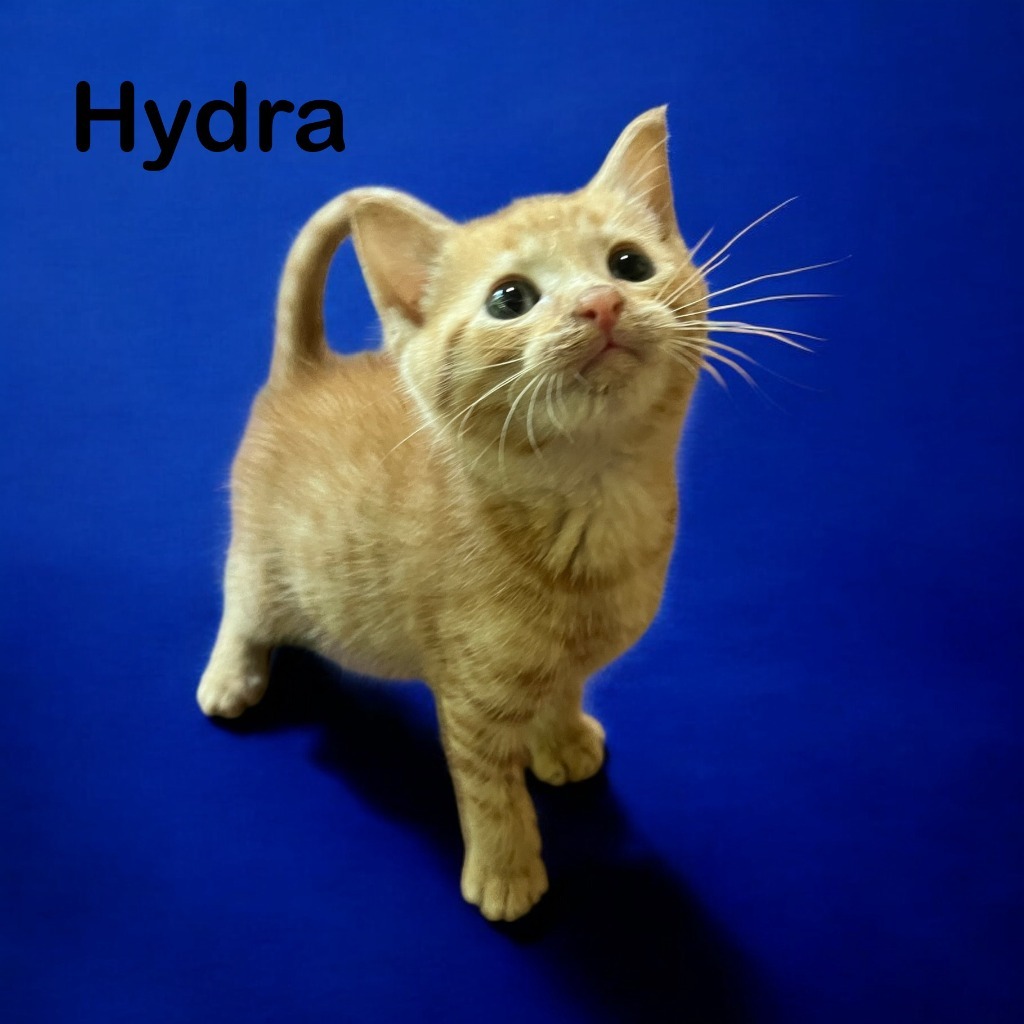 Hydra