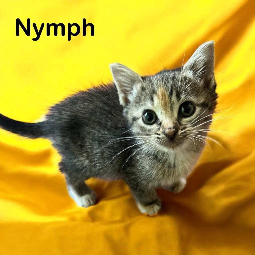 Nymph