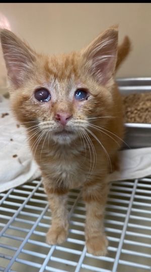 O&#39;Hana, Baby Female Domestic Short Hair