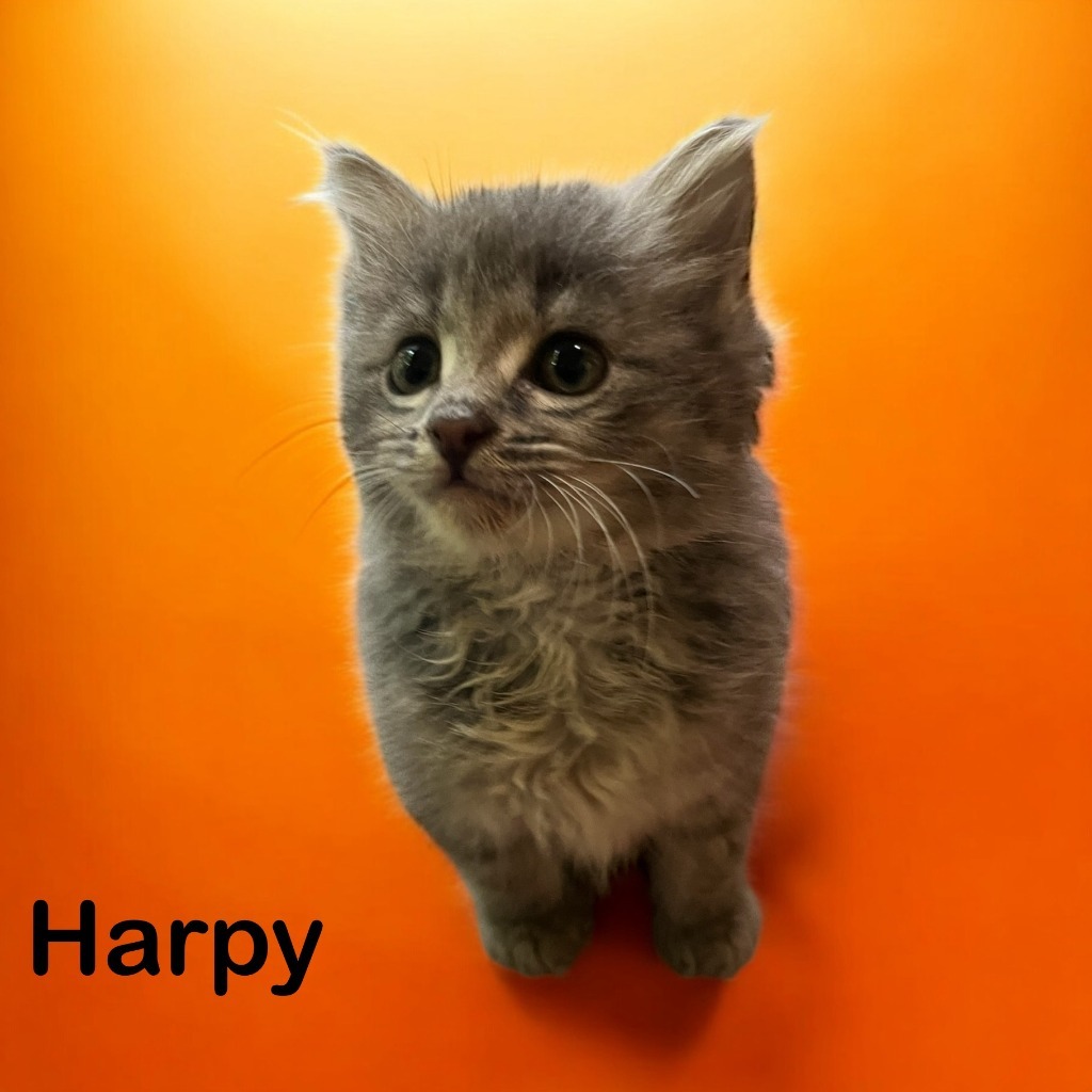 Harpy