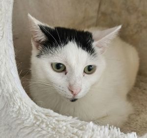 Inara, Adult Female Domestic Short Hair