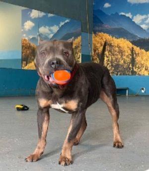Blue, Senior Male unknown