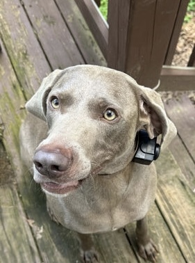 Rocky Weimaraner Dog