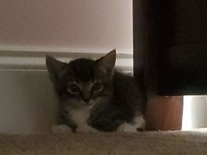Sugarbelle Tabby Cat
