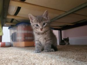 sib Bluebelle Buford SugarbelleThis sweet litter of kittens - Bluebelle Buford Miles and Sugar