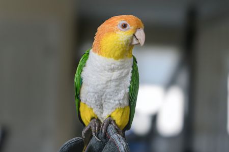 Bird