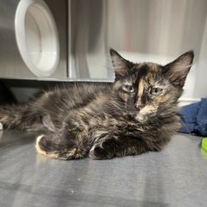 Steppe Domestic Medium Hair Cat