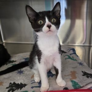 Yvetter Domestic Short Hair Cat