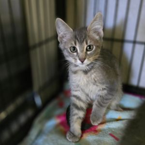 Sciurus Domestic Short Hair Cat