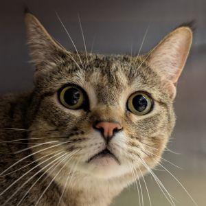 Rootbeer Domestic Short Hair Cat