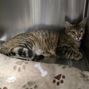 Betty Domestic Short Hair Cat
