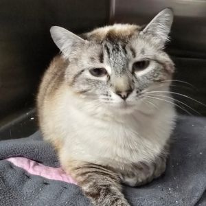 Claire Domestic Short Hair Cat
