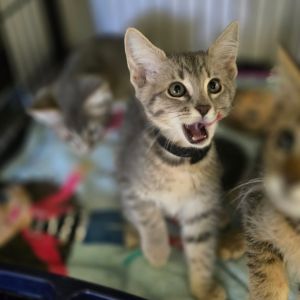 Carolinensis Domestic Short Hair Cat