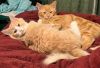 Chessa (bonded with Charlie) photo 1
