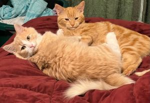 Chessa (bonded with Charlie), Young Female Domestic Medium Hair