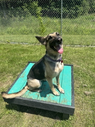 Sable