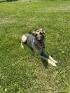 Sable