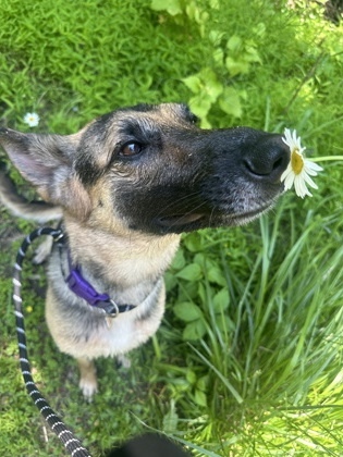 Sable 3