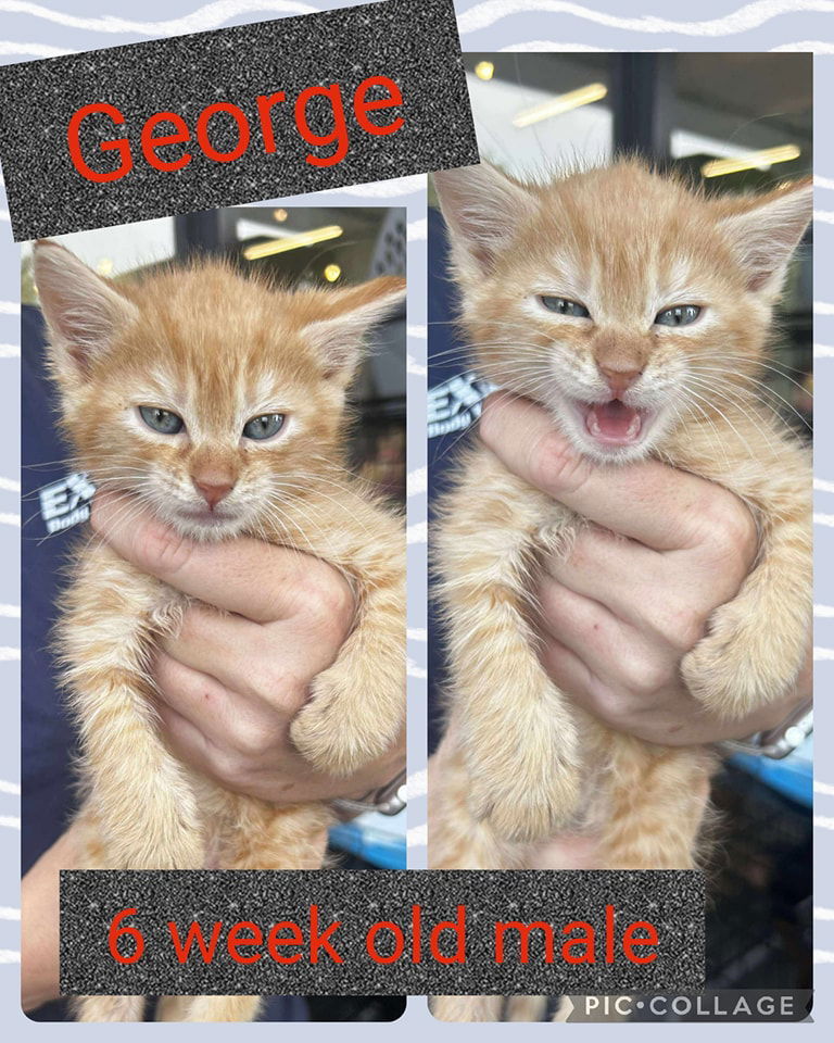 George - Harry Potter