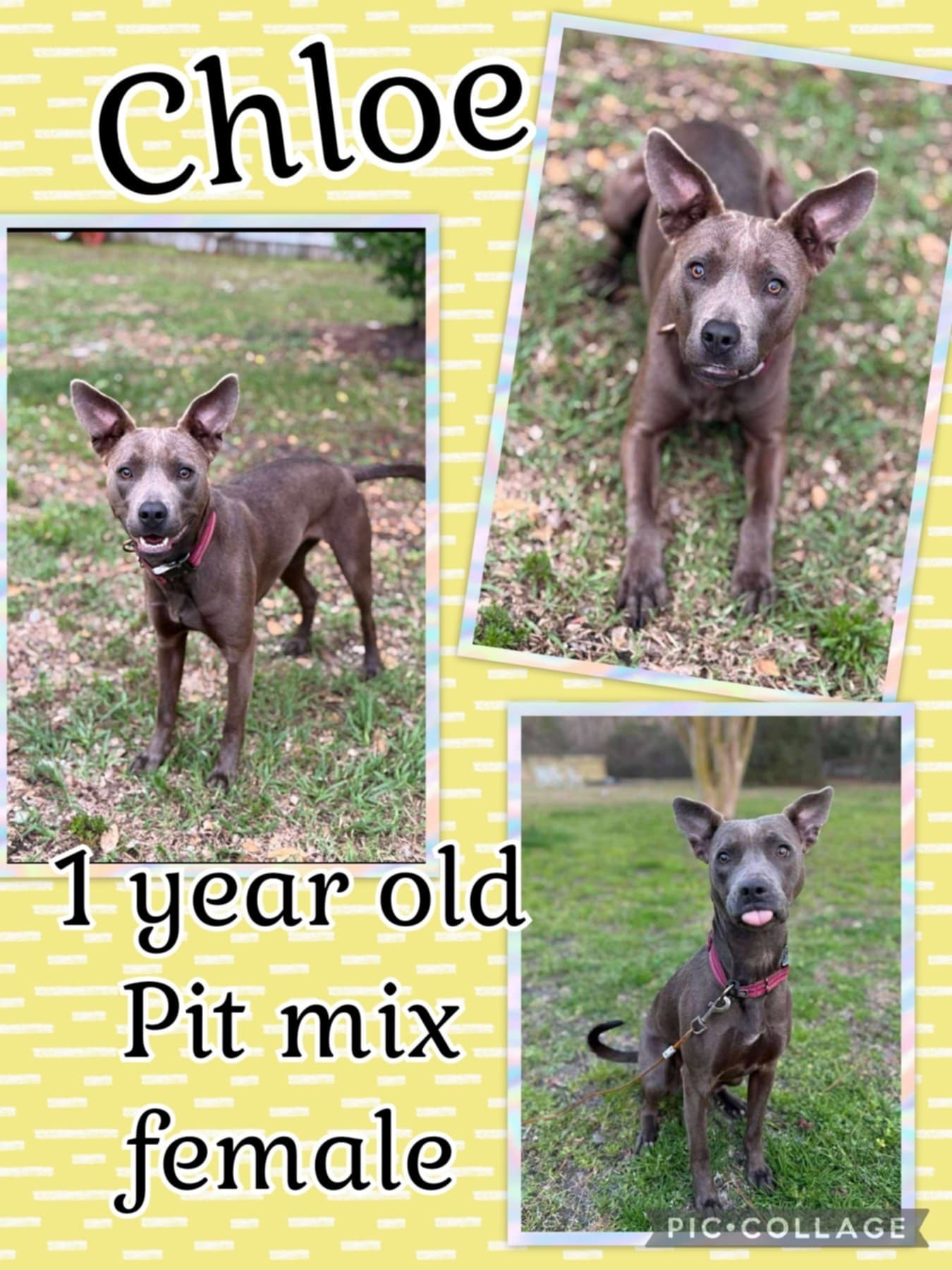 Chloe