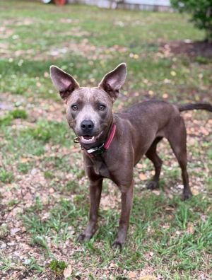 Chloe, Adult Female unknown