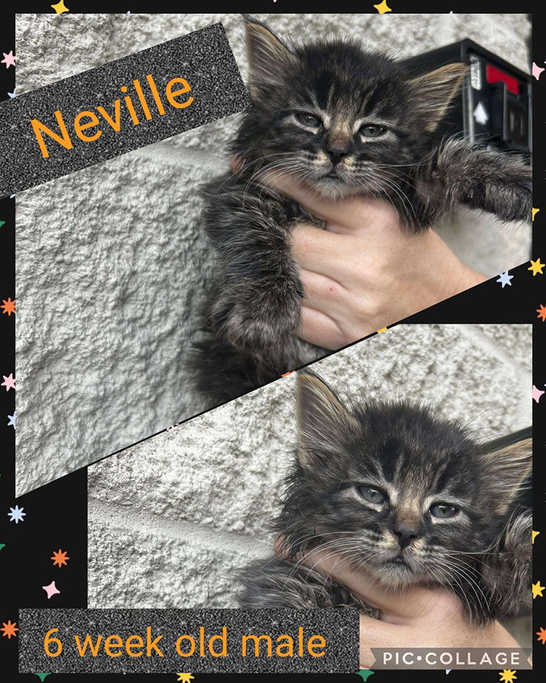 Neville - Harry Potter