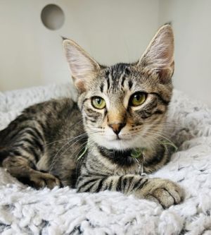 Buster (Pounce Cat Cafe), Young Male Domestic Short Hair