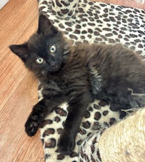 Nova mom is an incredibly friendly and affectionate medium-haired black beauty with vibrant green 