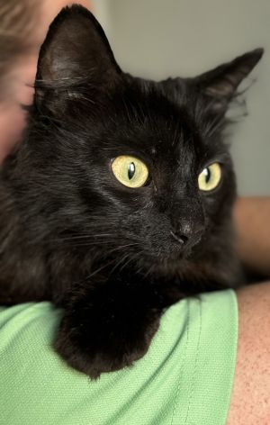 Nova mom is an incredibly friendly and affectionate medium-haired black beauty with vibrant green 