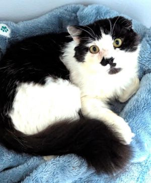 Oreo - Shy and Gentle Giant Domestic Medium Hair Cat