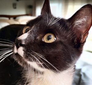 Rudy Valentino - Dapper Young Cat Tuxedo Cat