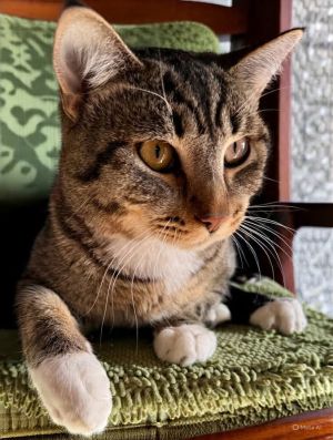 Romeo - A Tabby to Love Tabby Cat