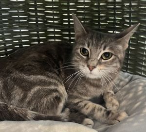 Miss Kitty Tabby Cat