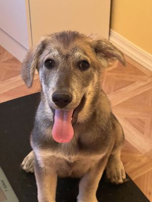 Isaac, Baby Male Husky