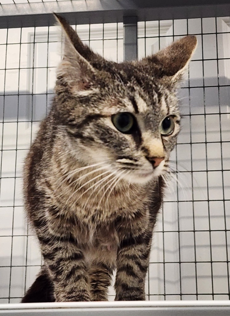 Topaz, an adoptable Domestic Short Hair in Gold Beach, OR, 97444 | Photo Image 1