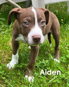 Aiden