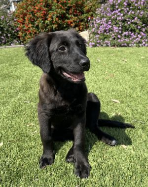 Osa, Baby Female Retriever
