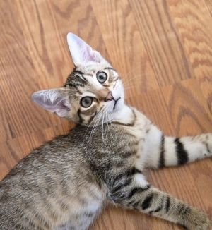 Rebel, Baby Male Domestic Short Hair